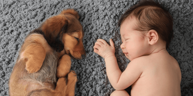 Guidelines for introducing baby to pets&nbsp;safely