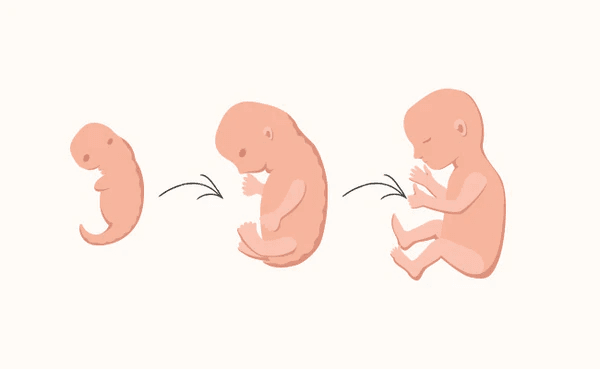 How your baby is developing in the first&nbsp;trimester